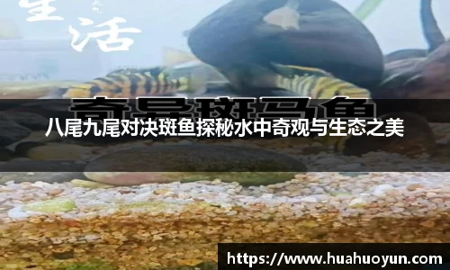 八尾九尾对决斑鱼探秘水中奇观与生态之美